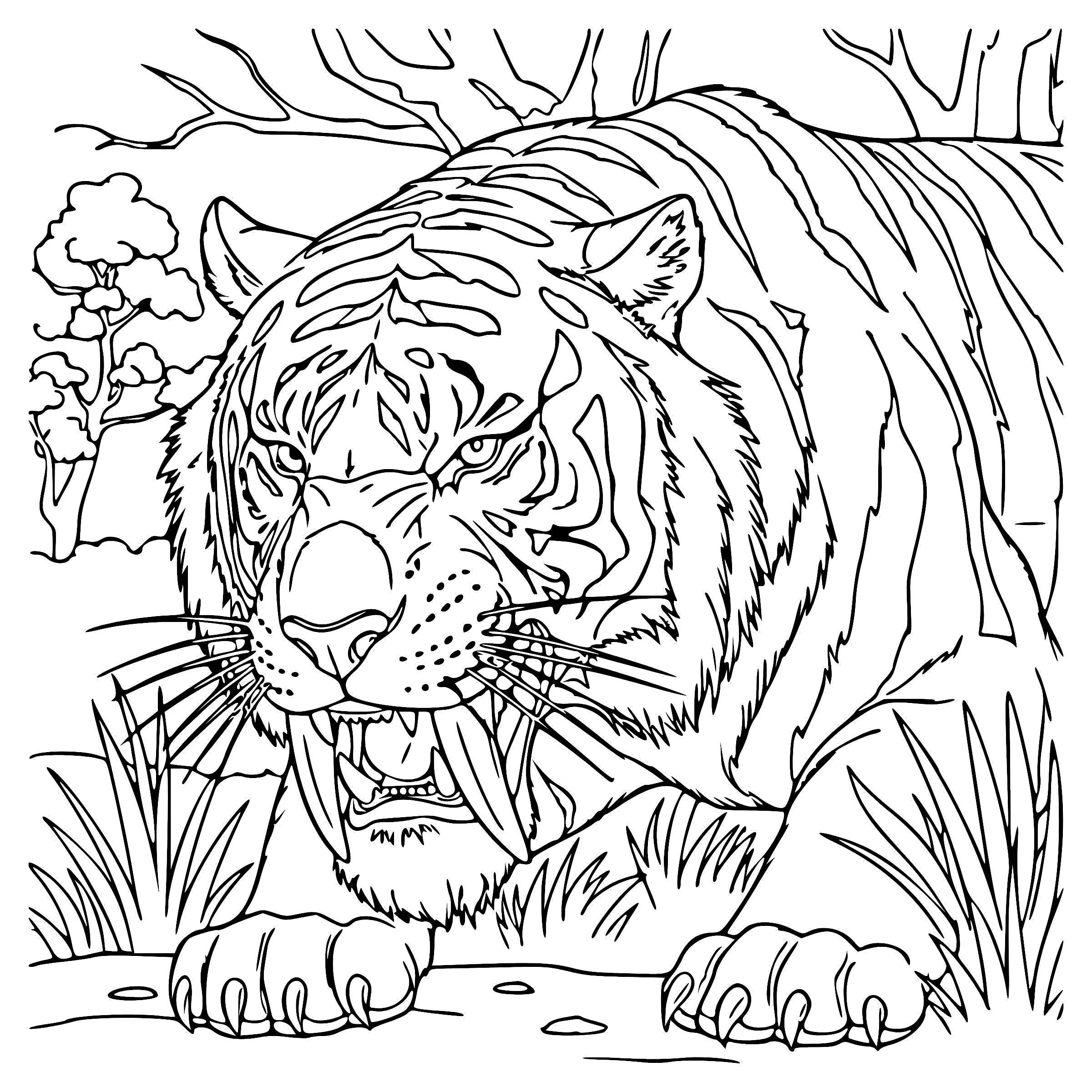Fierce Saber Toothed Tiger Coloring Page