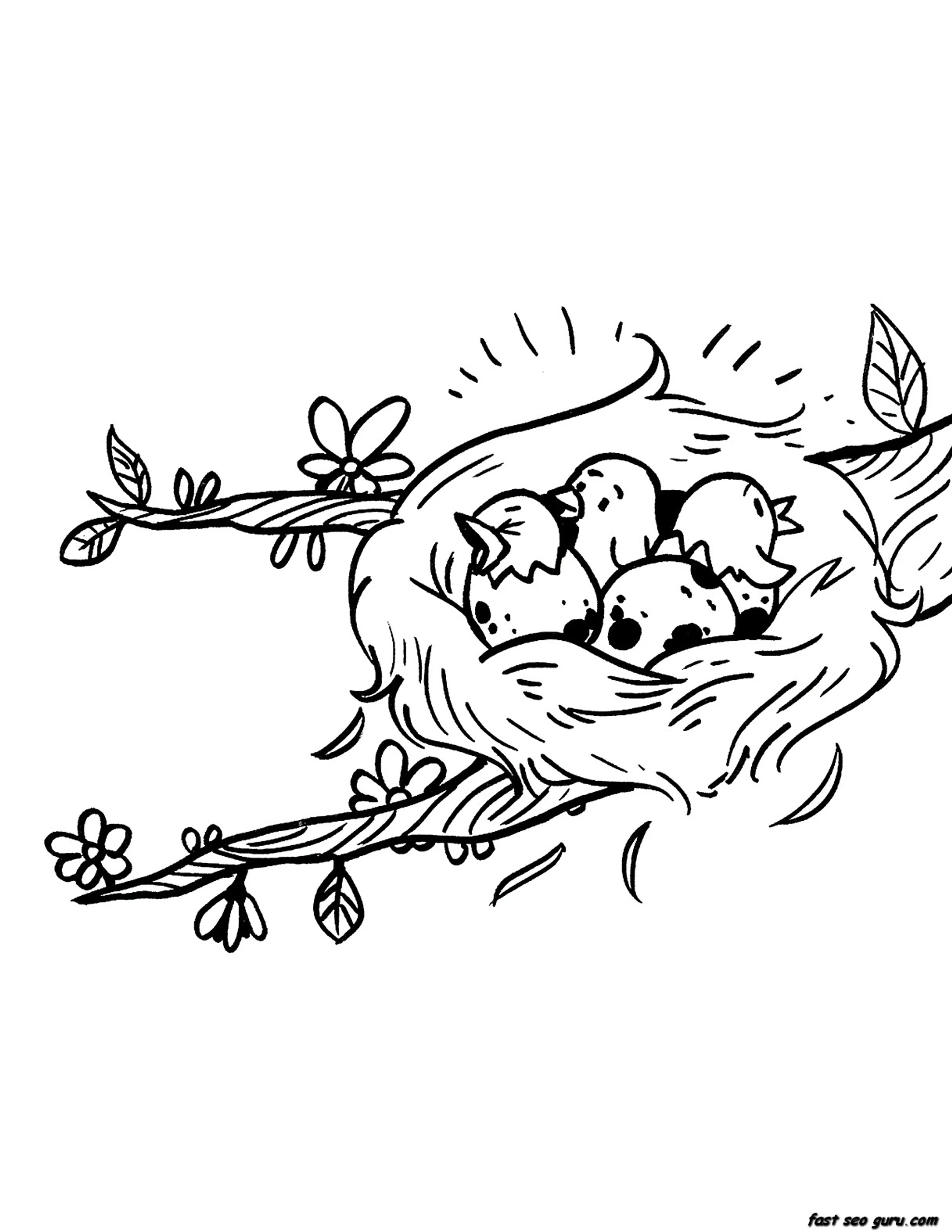 Printable Birds Eggs Hatching Nest Seasons Spring Coloring Pages